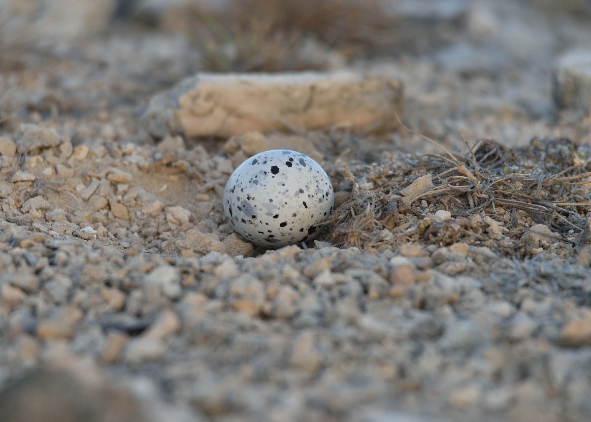 American Oystercatcher - ML576865141