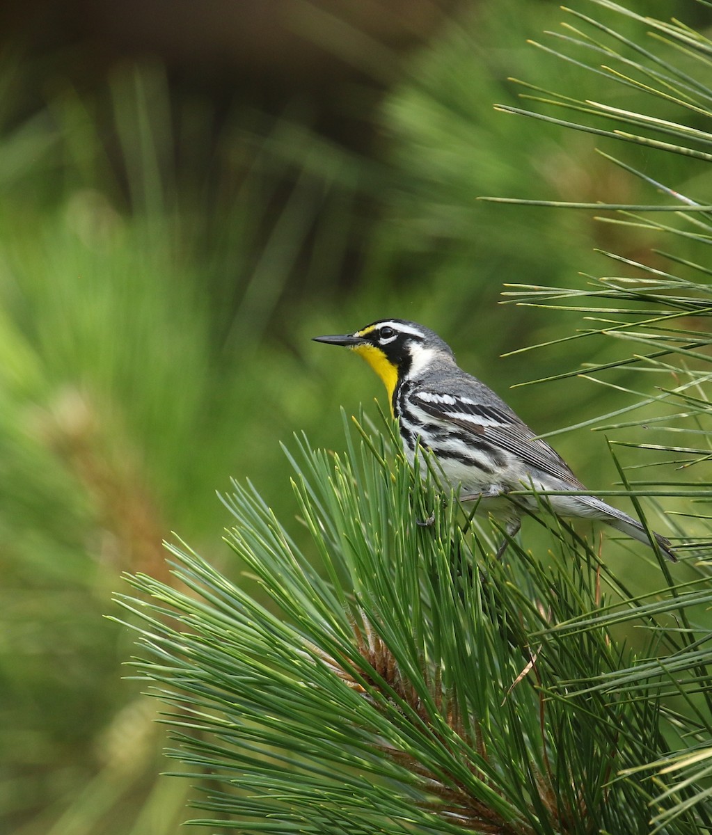Yellow-throated Warbler - ML576865481