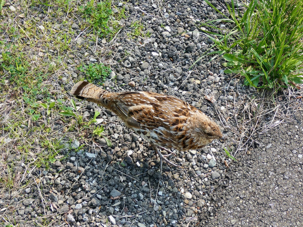 Ruffed Grouse - ML576865721