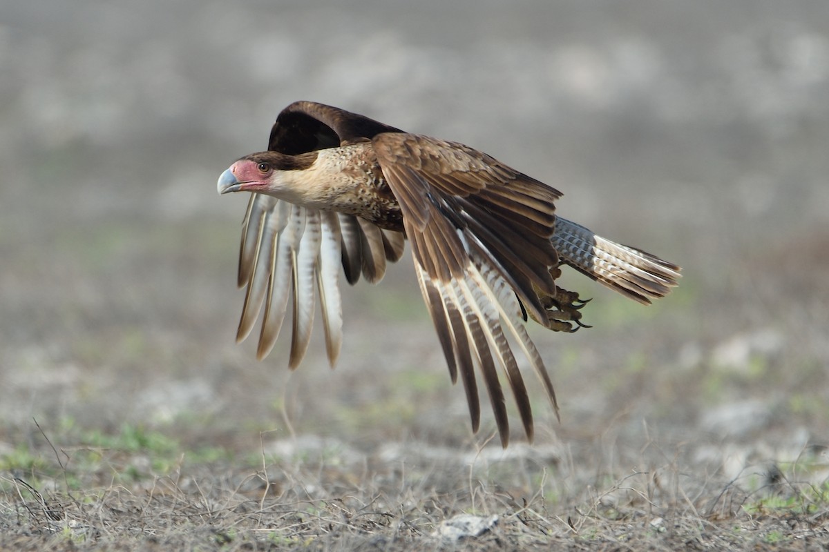 Crested Caracara (Northern) - ML576865741