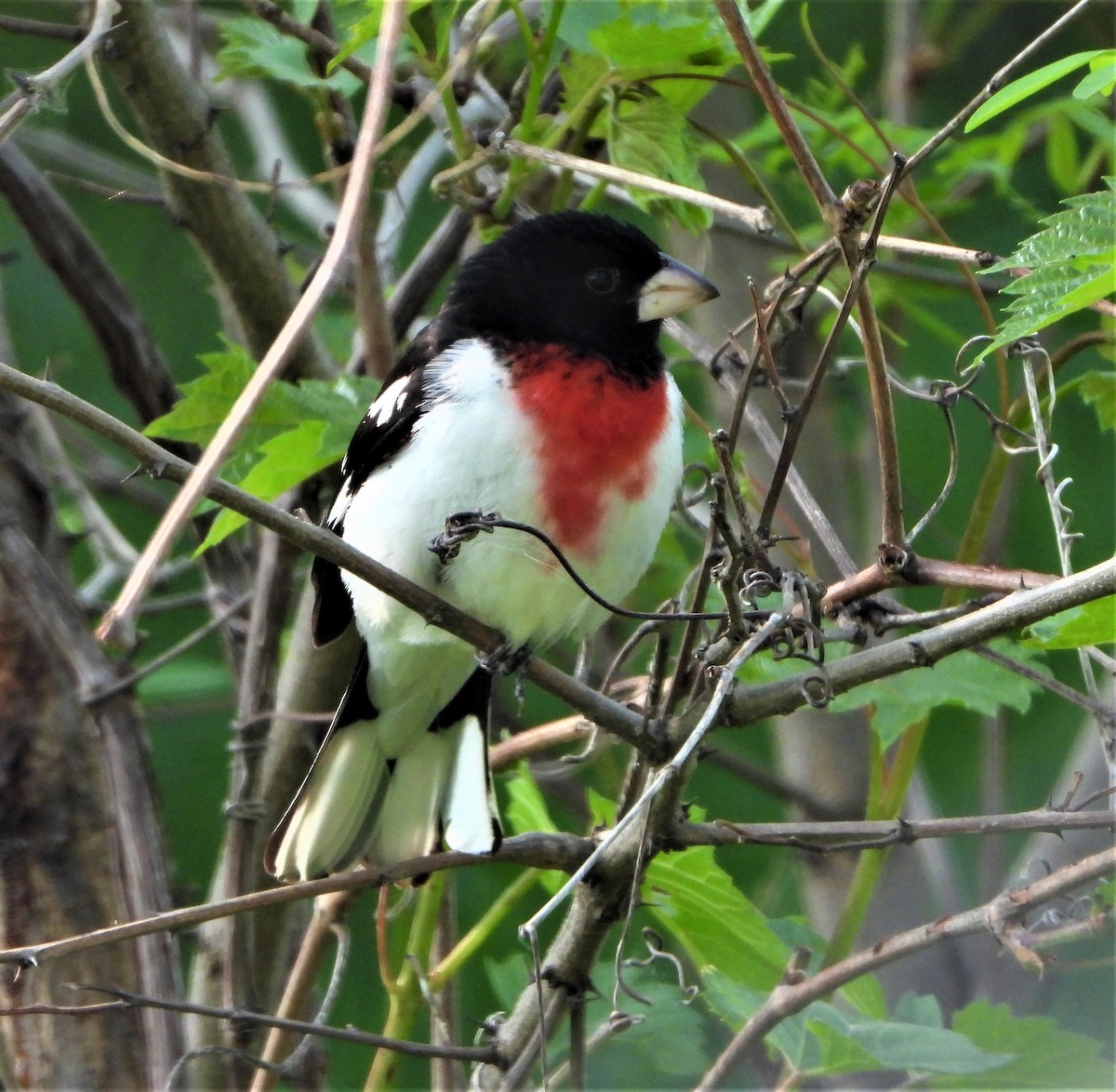 Rose-breasted Grosbeak - ML576866071