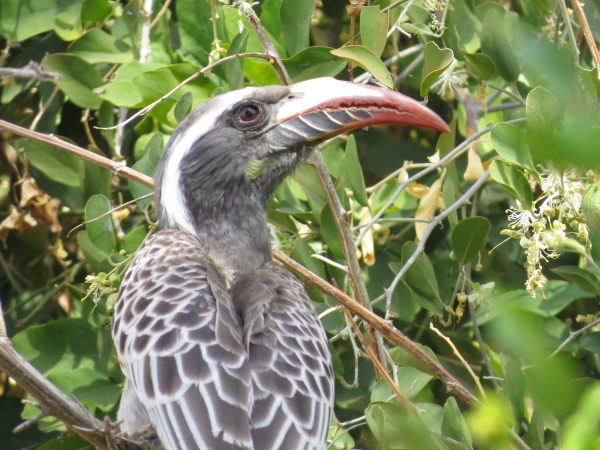 African Gray Hornbill - ML57686641