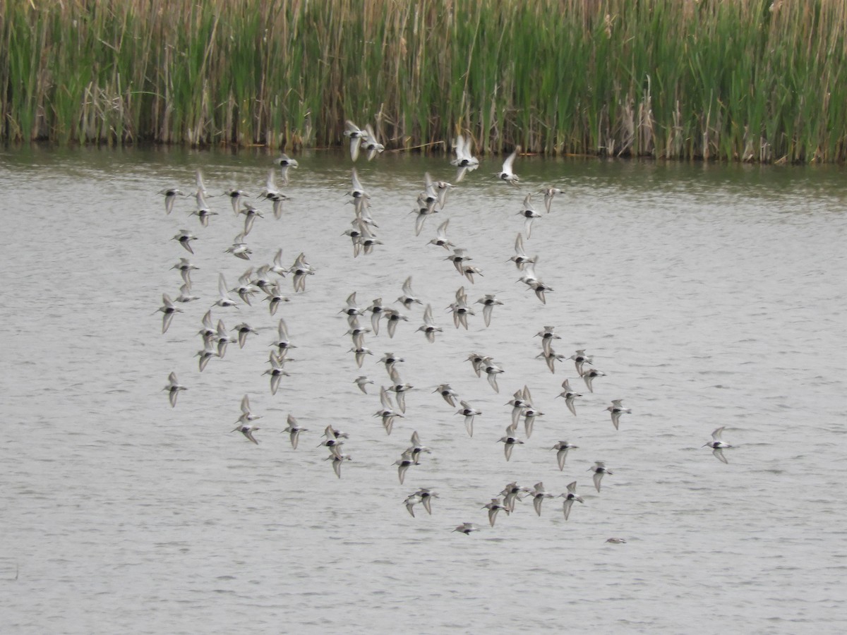 Dunlin - Darlene Deemert