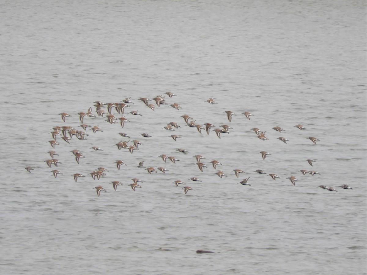 Dunlin - Darlene Deemert