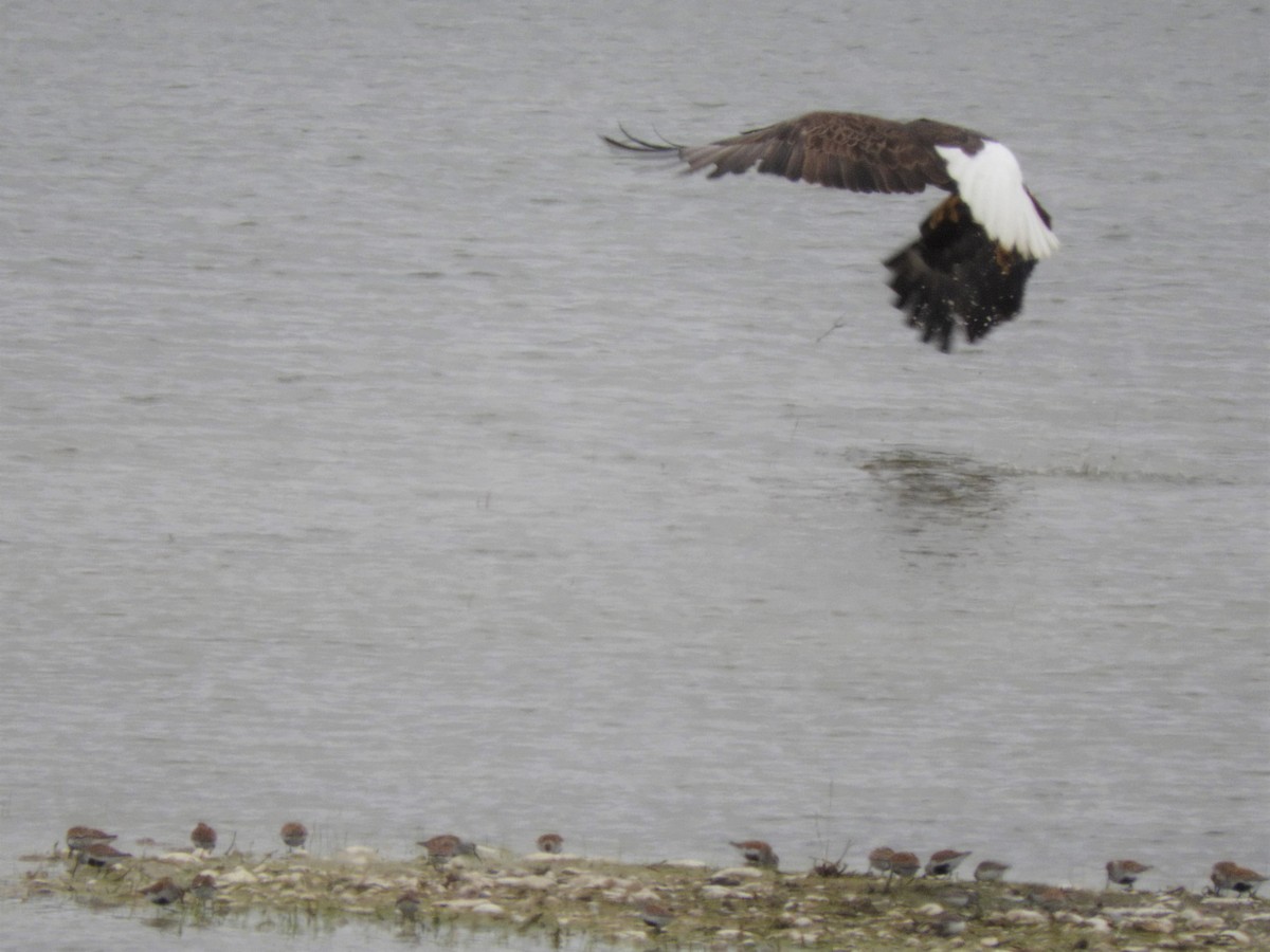 Bald Eagle - ML576867261