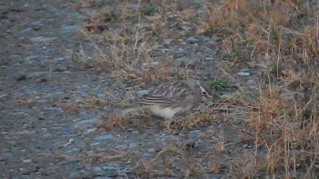 Horned Lark - ML576867401