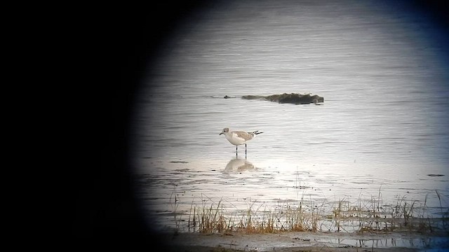 Franklin's Gull - ML576867661