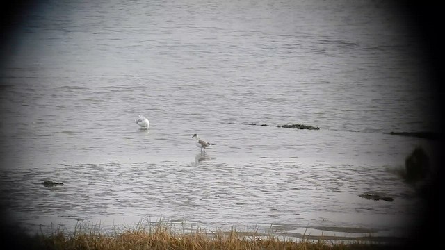 Franklin's Gull - ML576867681