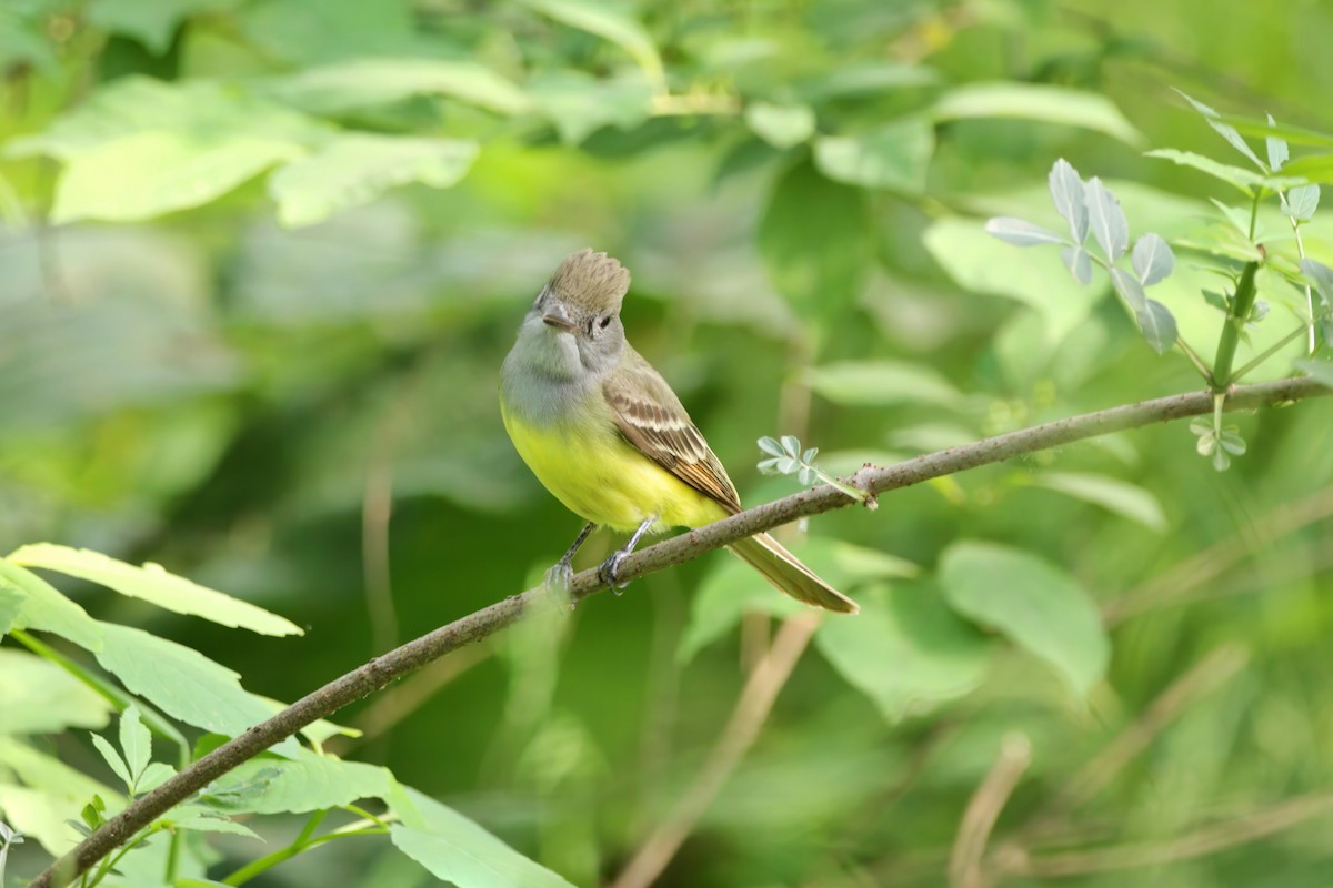 オオヒタキモドキ - ML576868101