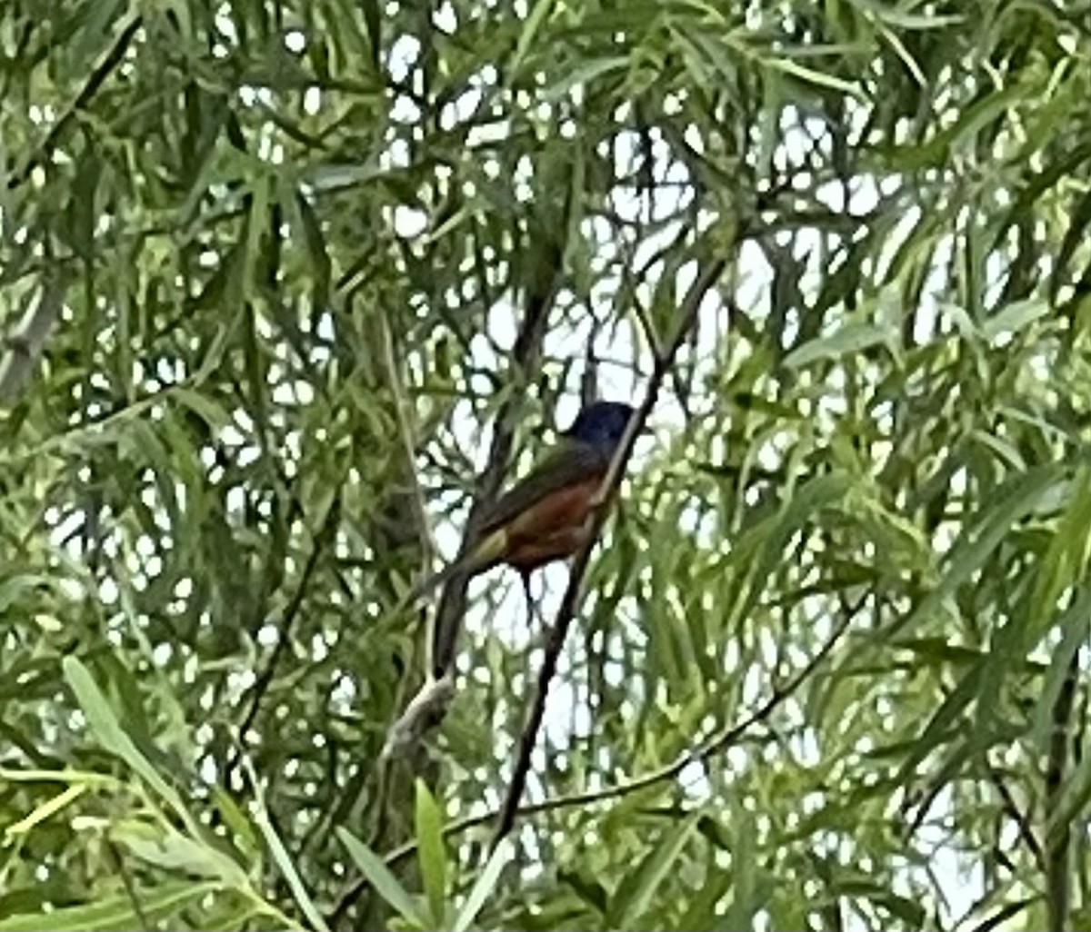 Painted Bunting - ML576868411