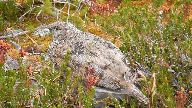 White-tailed Ptarmigan - ML576868571