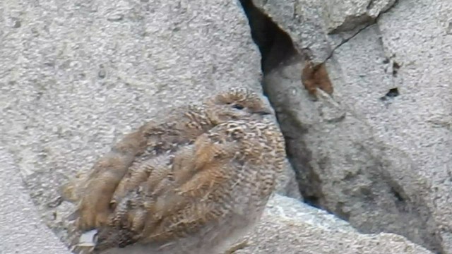 White-tailed Ptarmigan - ML576868811