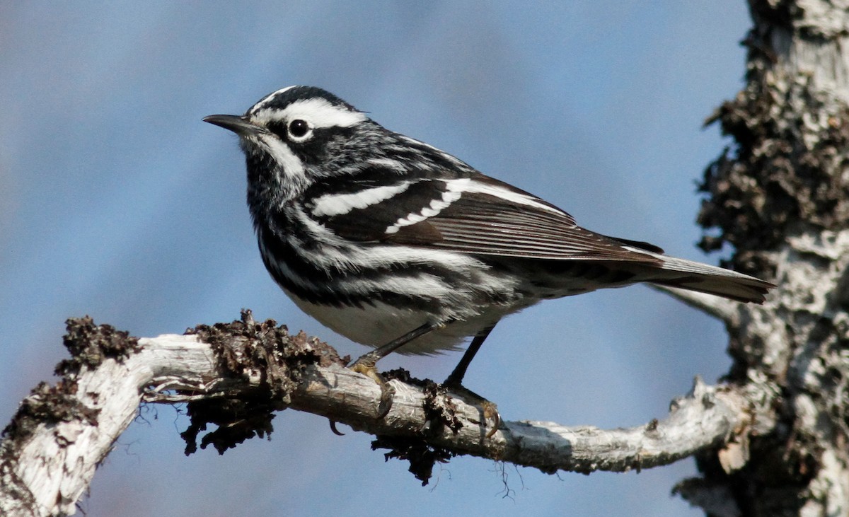 Black-and-white Warbler - ML576869401