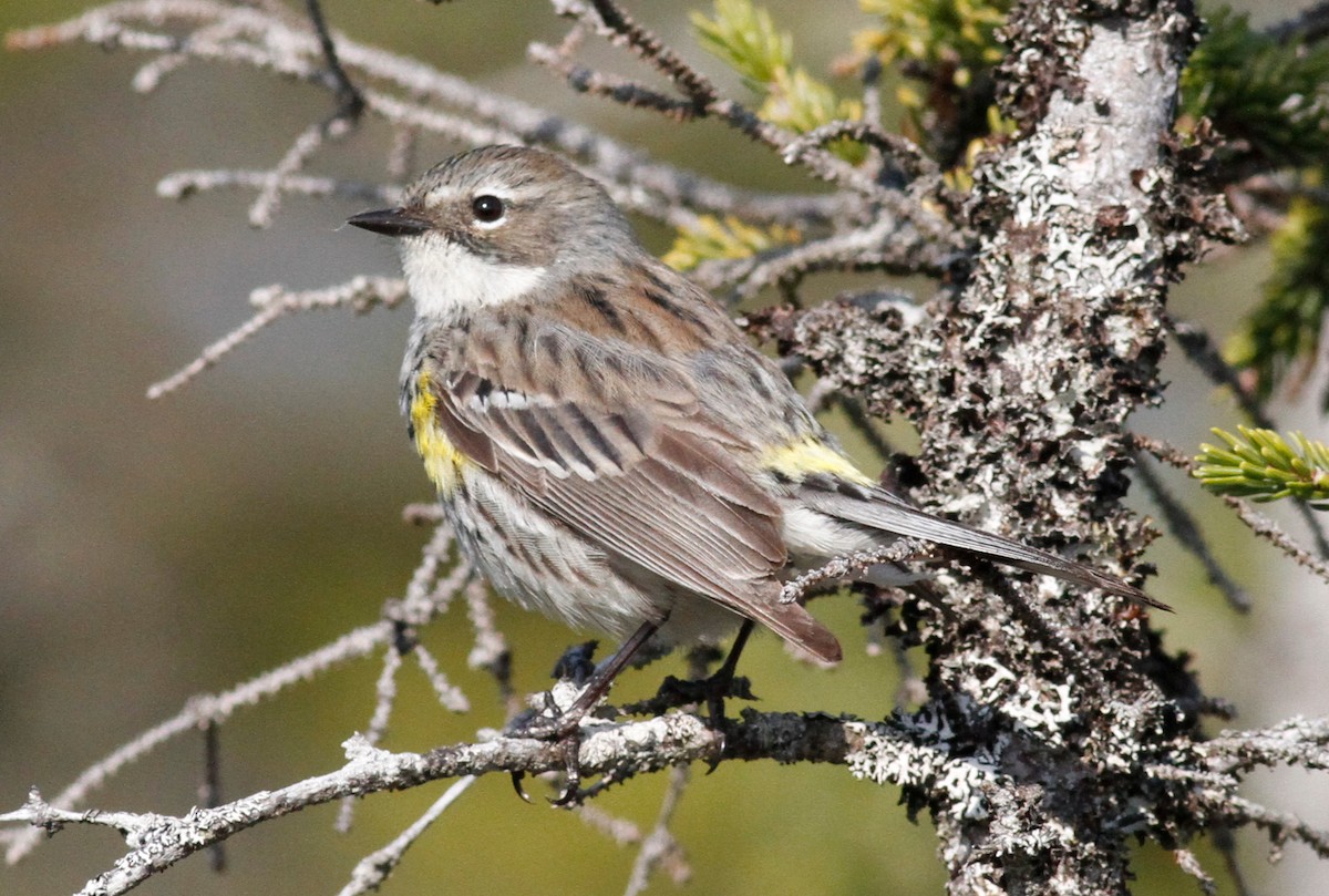 Yellow-rumped Warbler - ML576869481