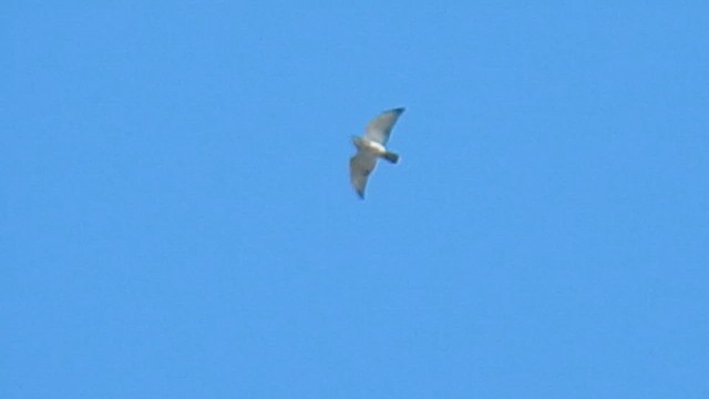 Broad-winged Hawk - ML576869961