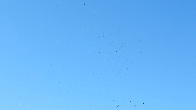 Turkey Vulture - ML576870141