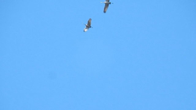 Sandhill Crane - ML576870501