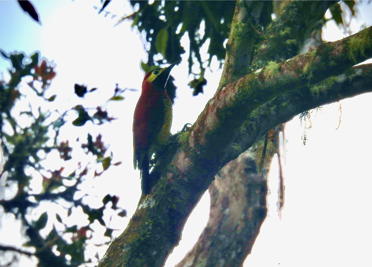 Crimson-mantled Woodpecker - Ayde Solarte