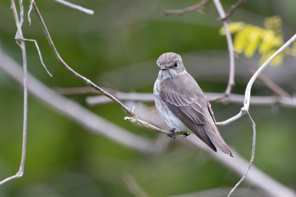 Gray-streaked Flycatcher - ML576870861