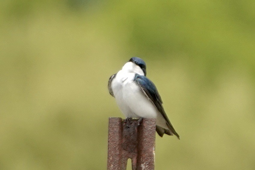 Tree Swallow - ML576871011