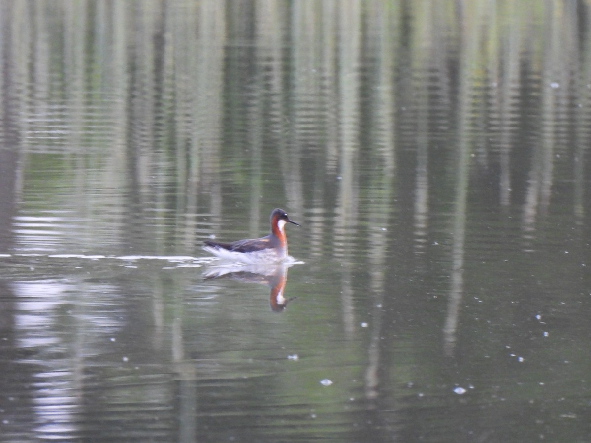 Red-necked Phalarope - ML576871051