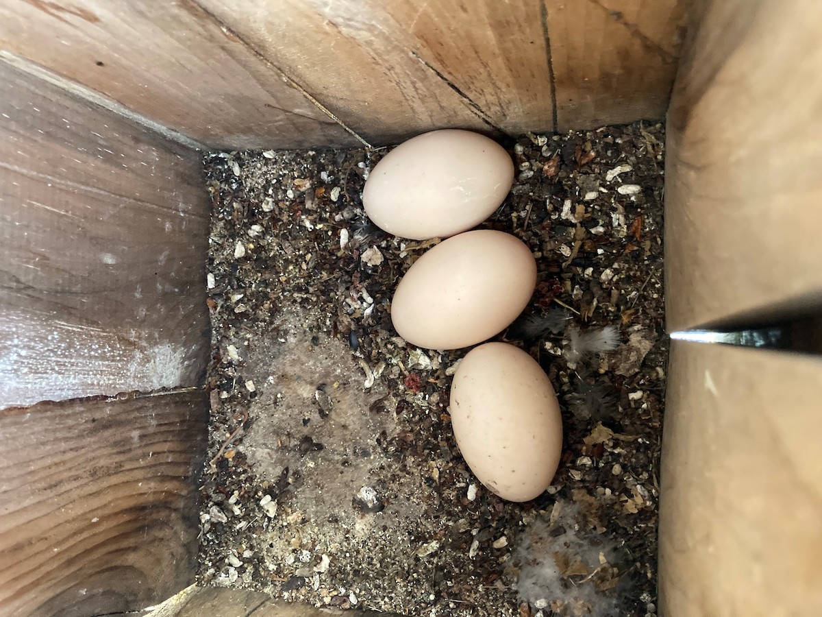 カワアイサ - ML576871431