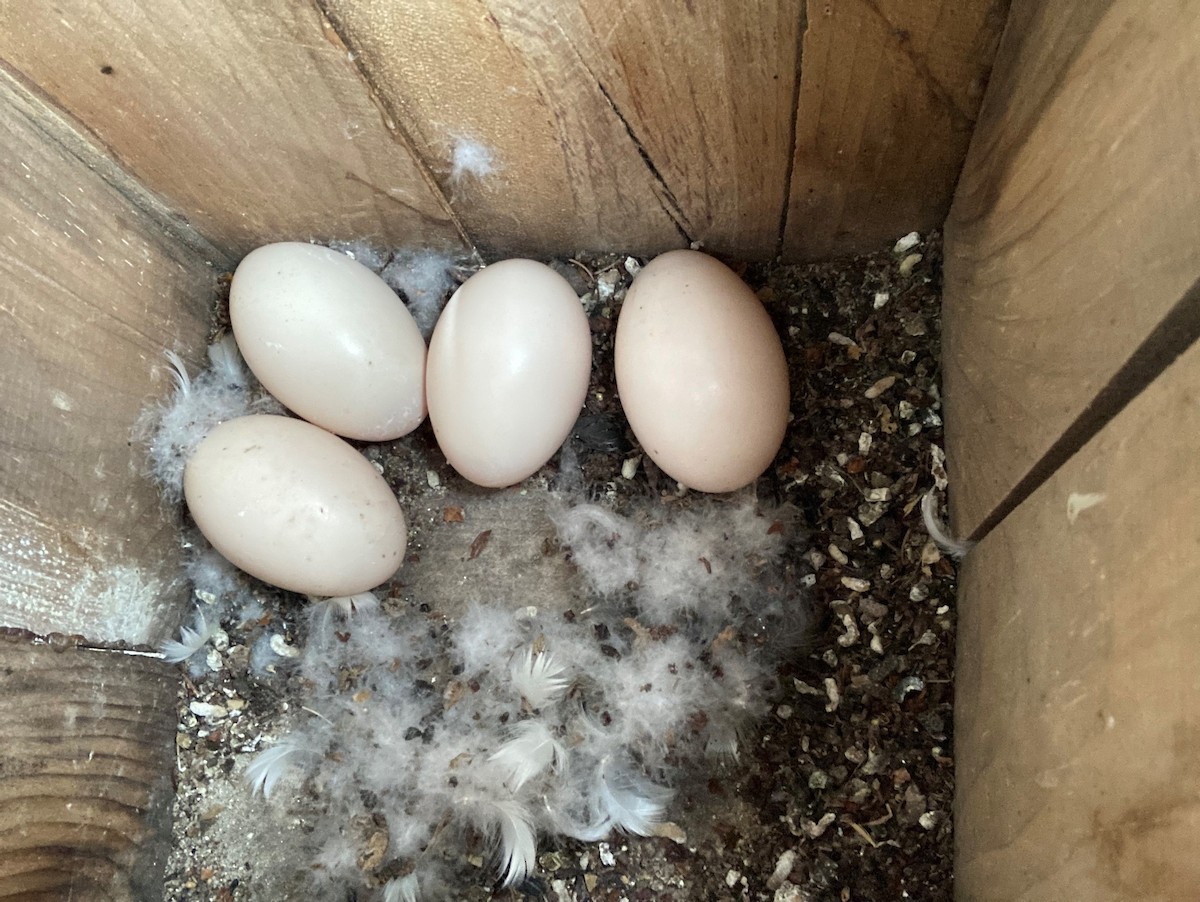 カワアイサ - ML576871751