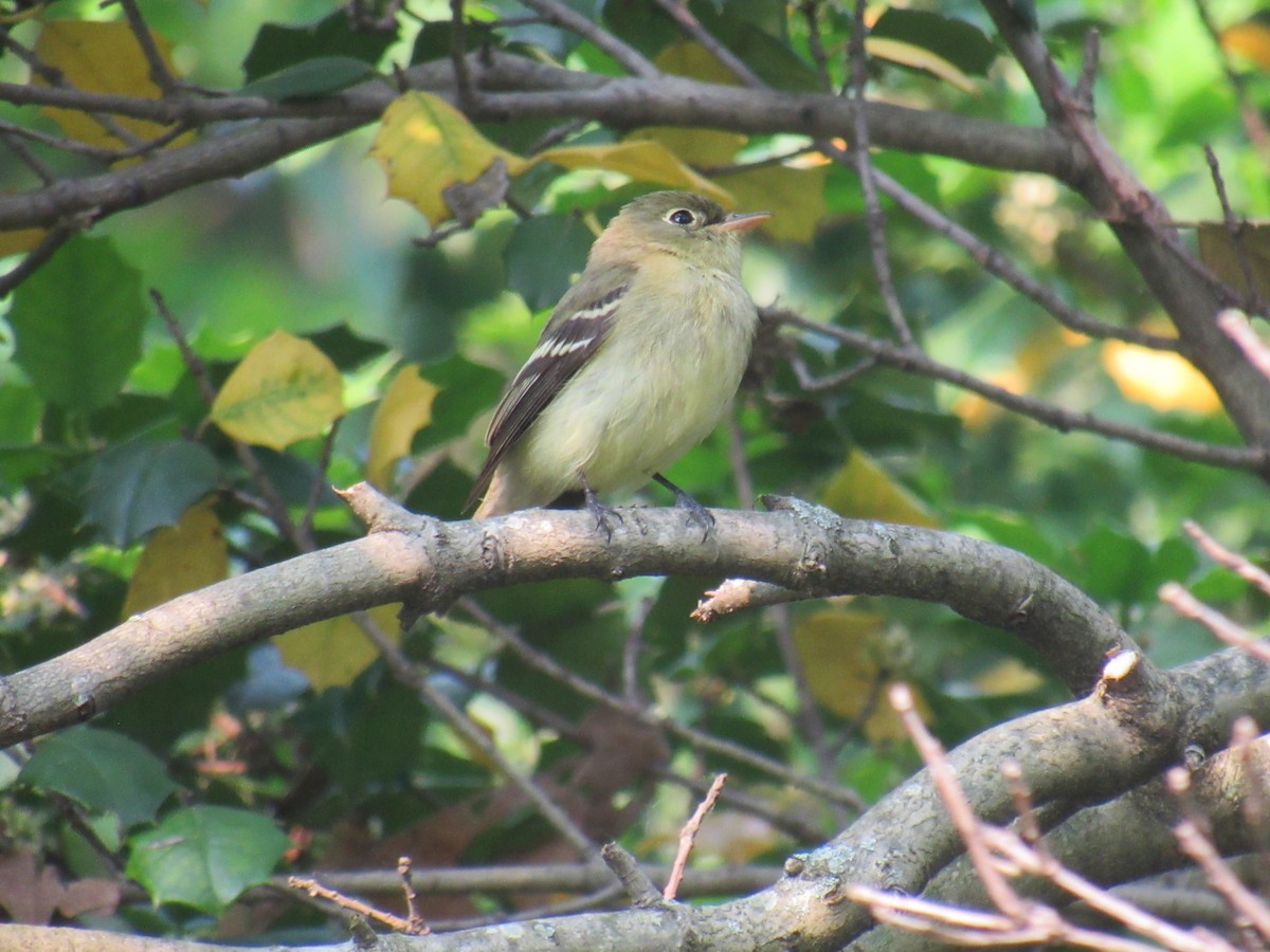 Желтобрюхий мухолов - ML576873621