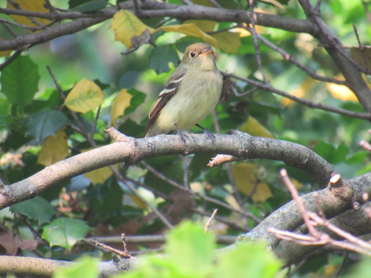 Желтобрюхий мухолов - ML576873631