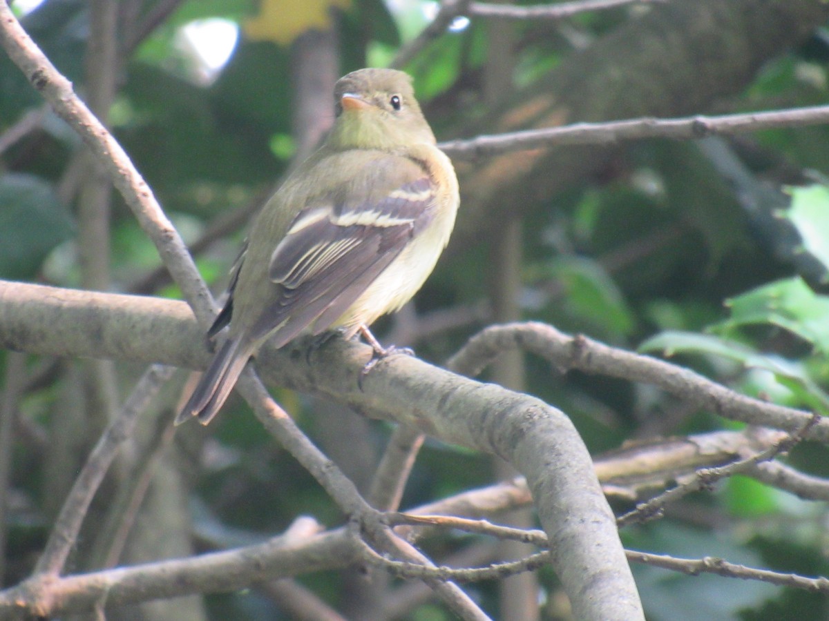 Yellow-bellied Flycatcher - ML576873641