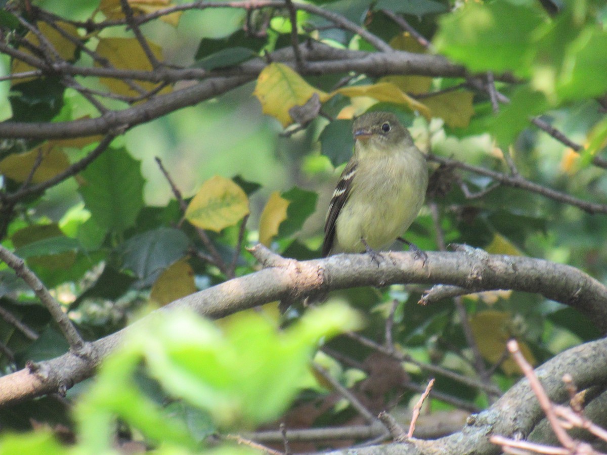 Yellow-bellied Flycatcher - ML576873651