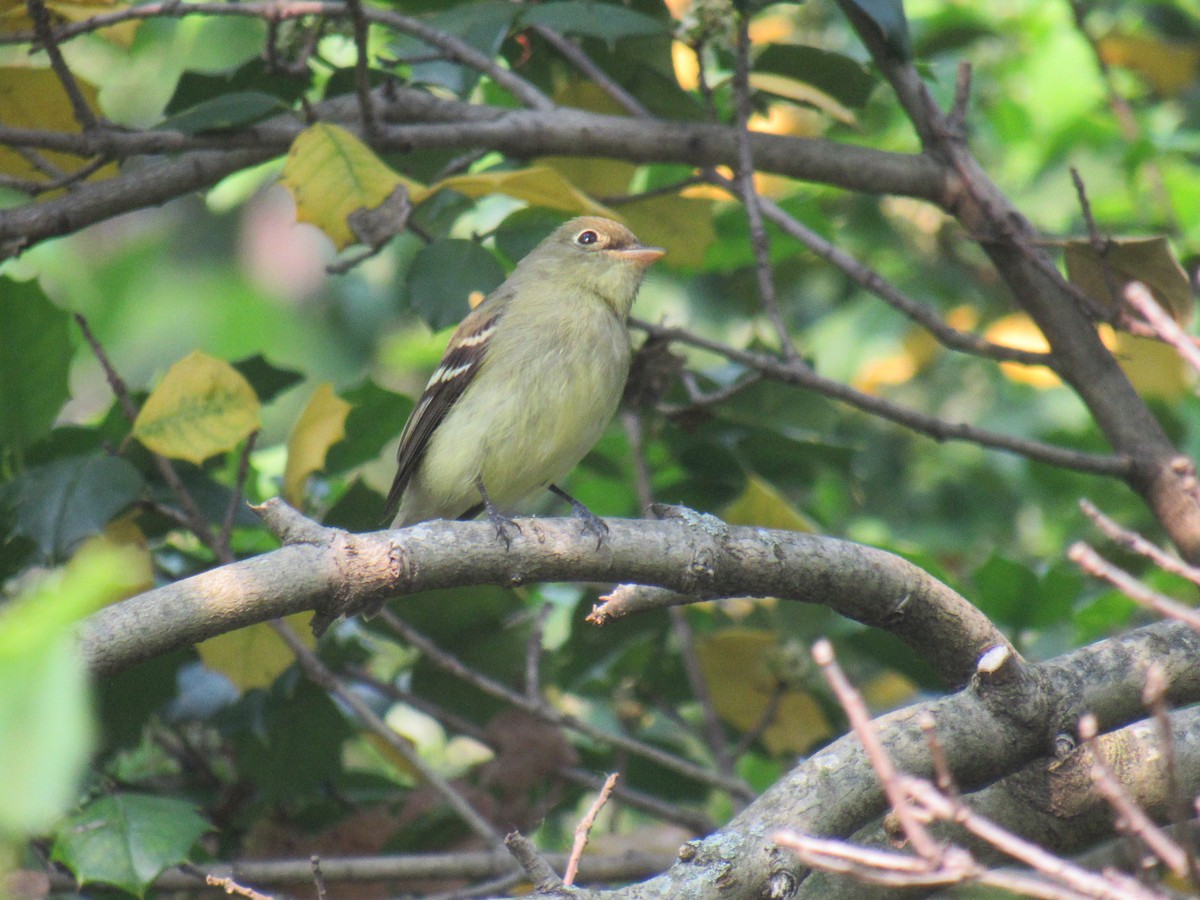 Желтобрюхий мухолов - ML576873661