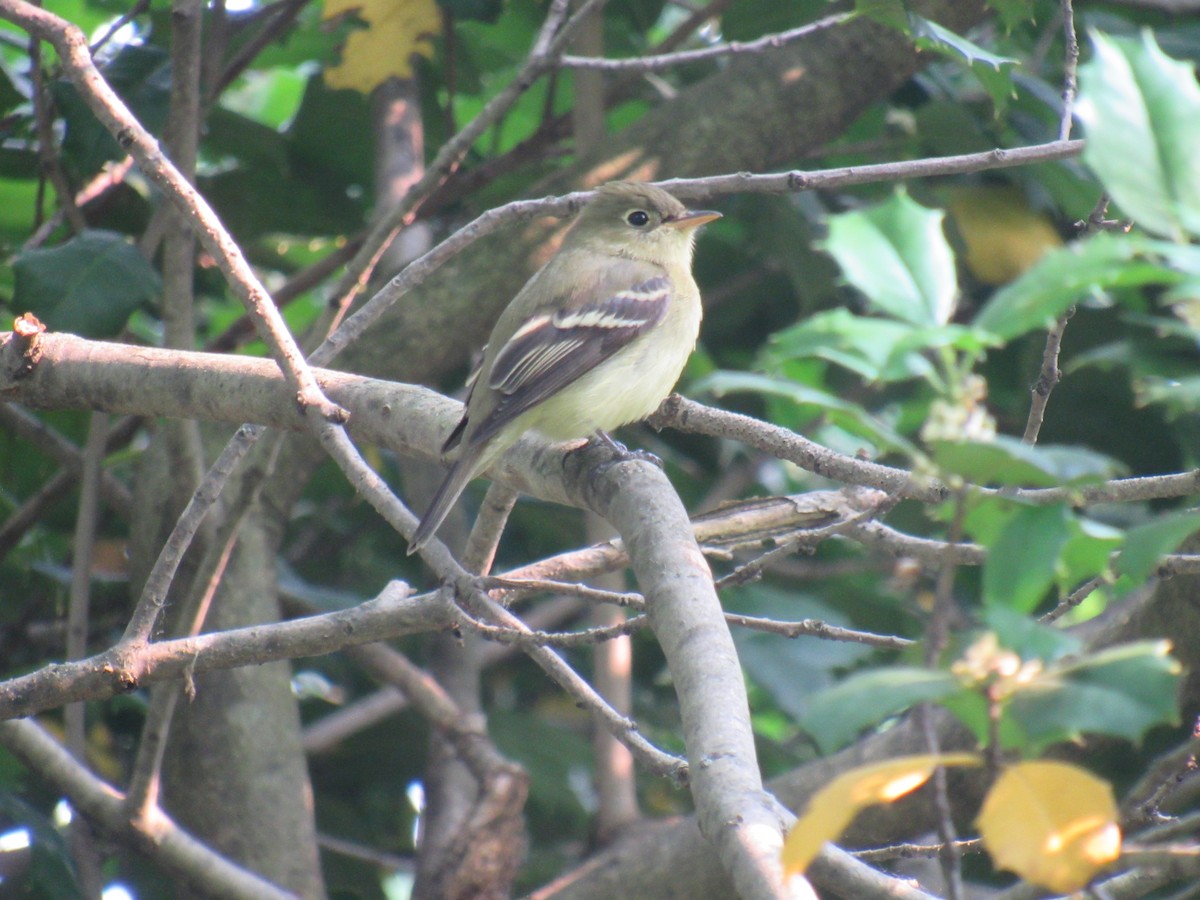 Yellow-bellied Flycatcher - ML576873681