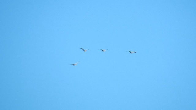 Sandhill Crane - ML576873711