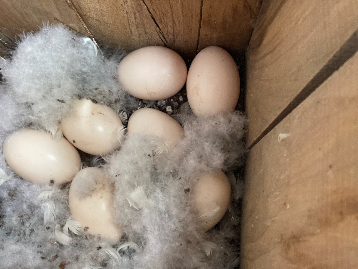 カワアイサ - ML576873851