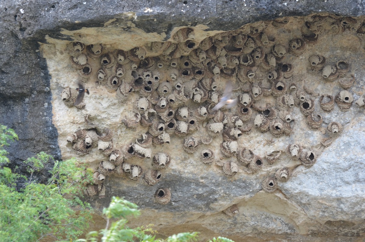 Cliff Swallow - ML57687401