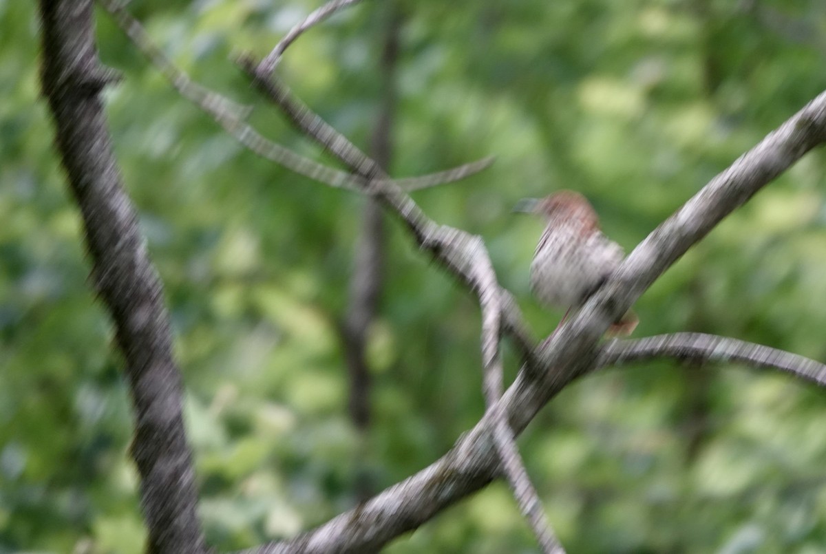 Brown Thrasher - ML576874371