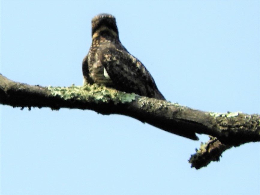 Common Nighthawk - ML576874951