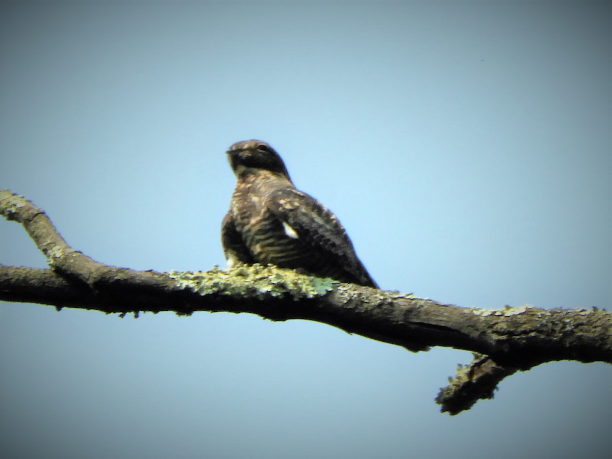 Common Nighthawk - ML576874961