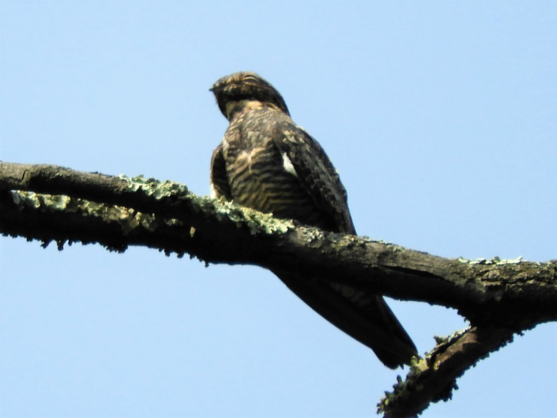 Common Nighthawk - John Gaglione