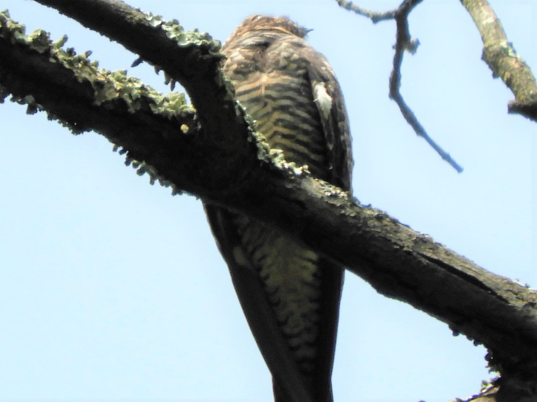 Common Nighthawk - ML576875291