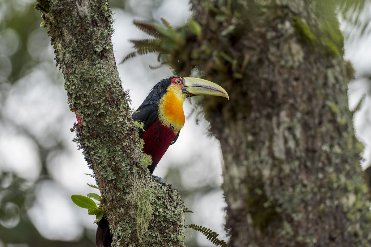 Red-breasted Toucan - ML576875321