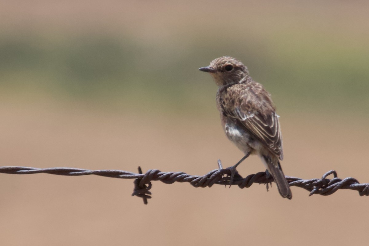 Chat Flycatcher - Luciano Naka