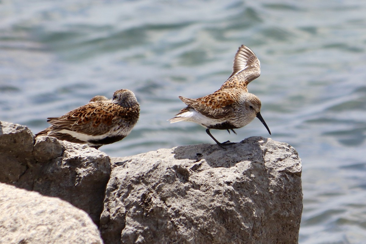 Dunlin - ML576875491