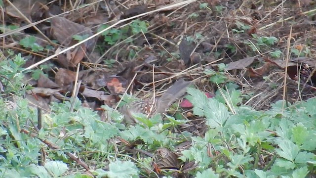 White-crowned x Golden-crowned Sparrow (hybrid) - ML576875961