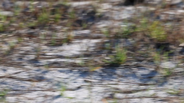 Florida Scrub-Jay - ML576876031