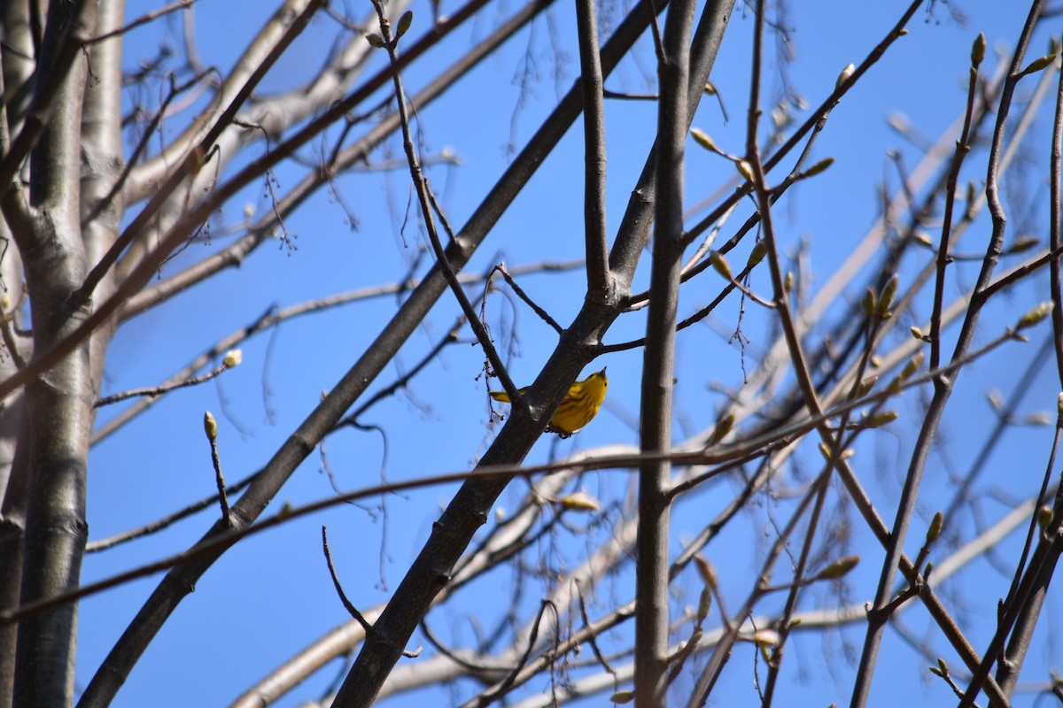 Yellow Warbler (Northern) - ML576876621