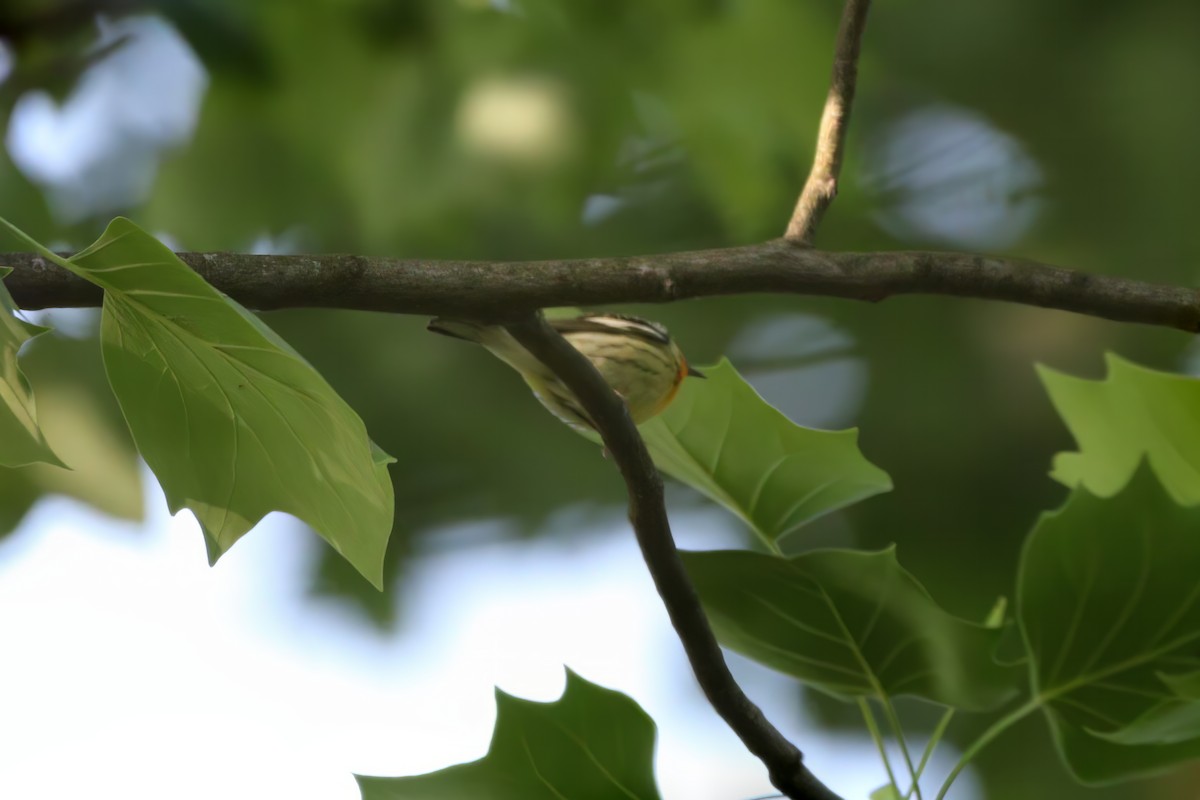 Blackburnian Warbler - Melissa Ludwig