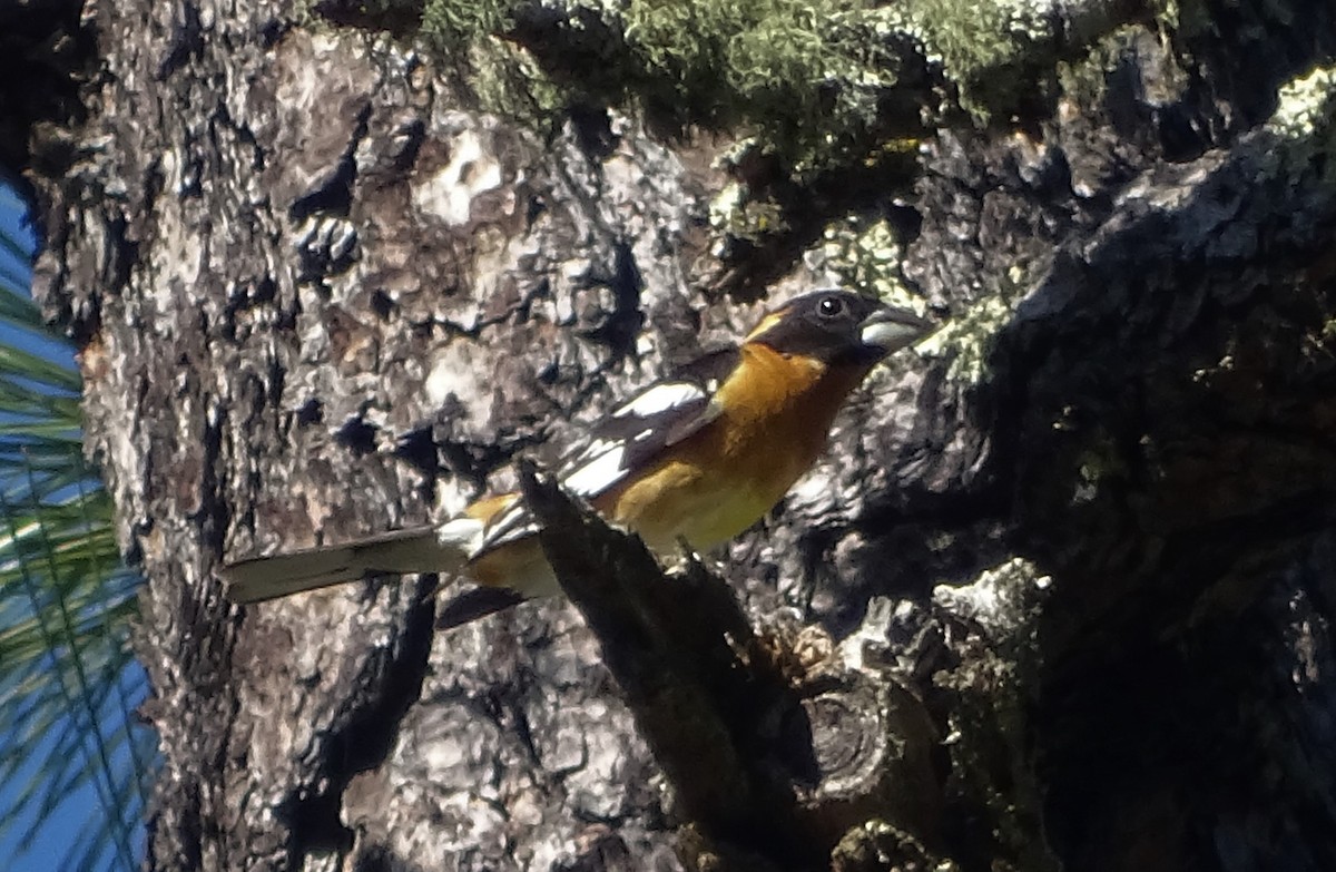 Black-headed Grosbeak - ML576877151