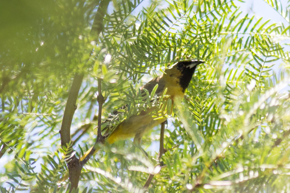 Orchard Oriole - Kris Perlberg